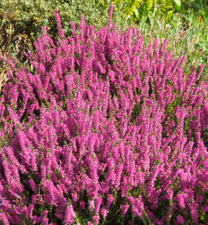 5ca5656d02fd7f00bdc81feafc8c0ab7