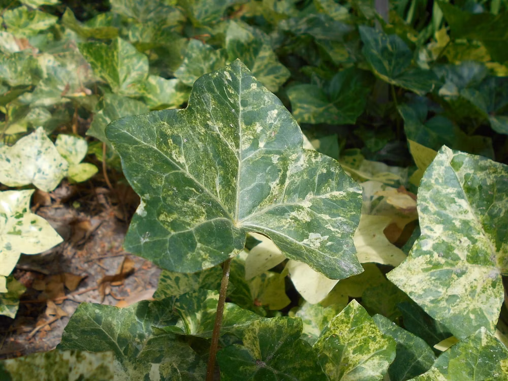 5ca9659cd55283fa831f50a2230d48c1