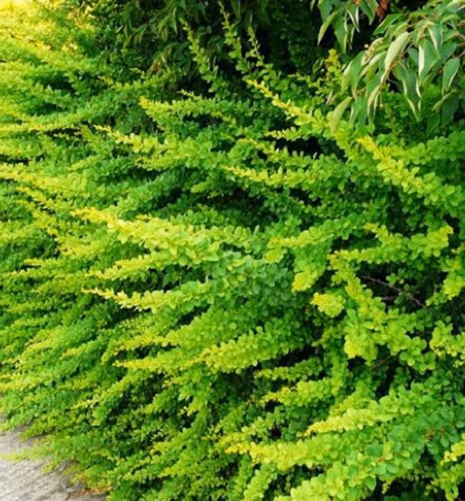 5cc27fd112b09a4013ffc193d188bad2