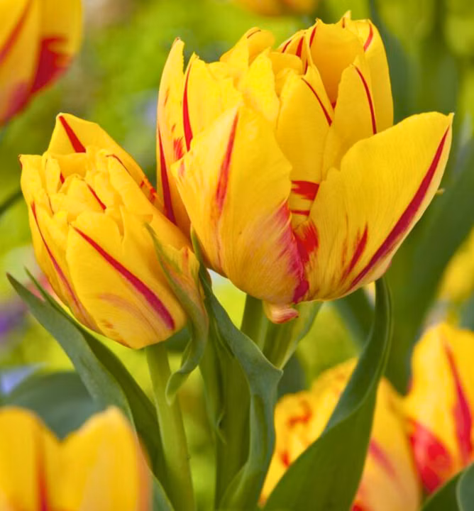 5d06f8b129c4ba88283b2c9a7cd50c63