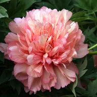 5d185b773fa669c44c63bd79ada40fd4