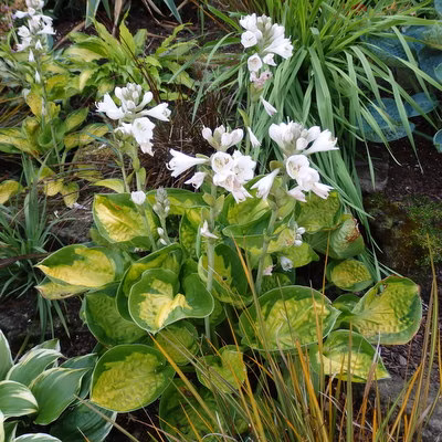 5d304a25383c1287c84ec2536a3d8399