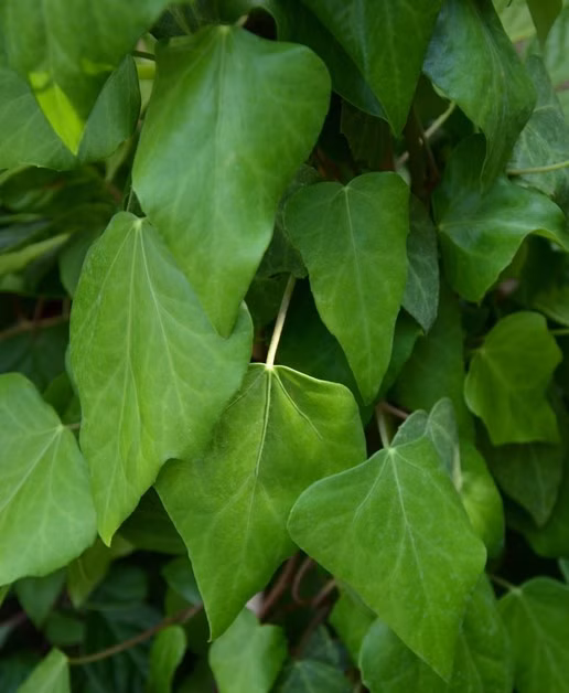 5d635a8ed9c019ce35ed3ff4ceaff6c5