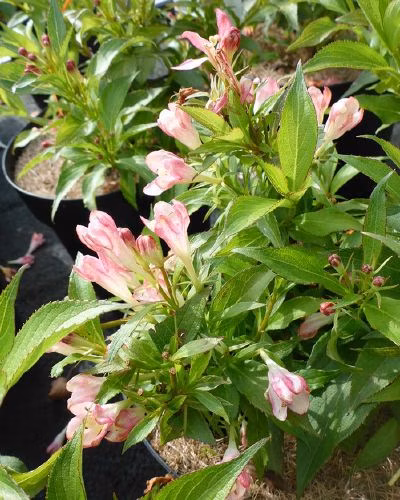 5db7dfb4371272c8835388792570ed99