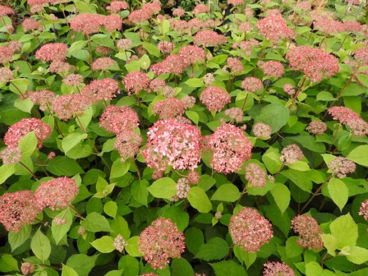 5e64a0fa4a336a70c3a06119eb3fe31d