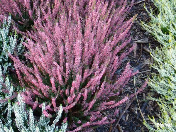 5e6dd8e2f7a96894d12a3498331edc79