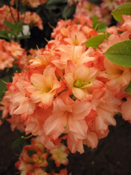 5e8ceee459c137fa6c00ebec05e02421