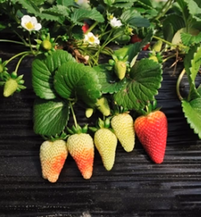 5ea529d24d54aa54ae072cfda1c8bdbe