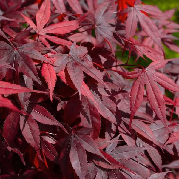 5eda47decd1d8302ffe07a3cbaf2b8b7