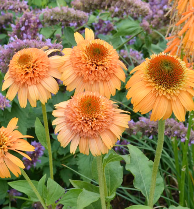 5eddfc59b2ad0caee170aabb33aef669