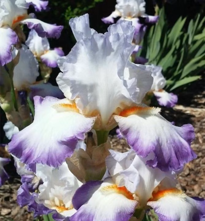 5f0868e0f182f87f1441741e76668581