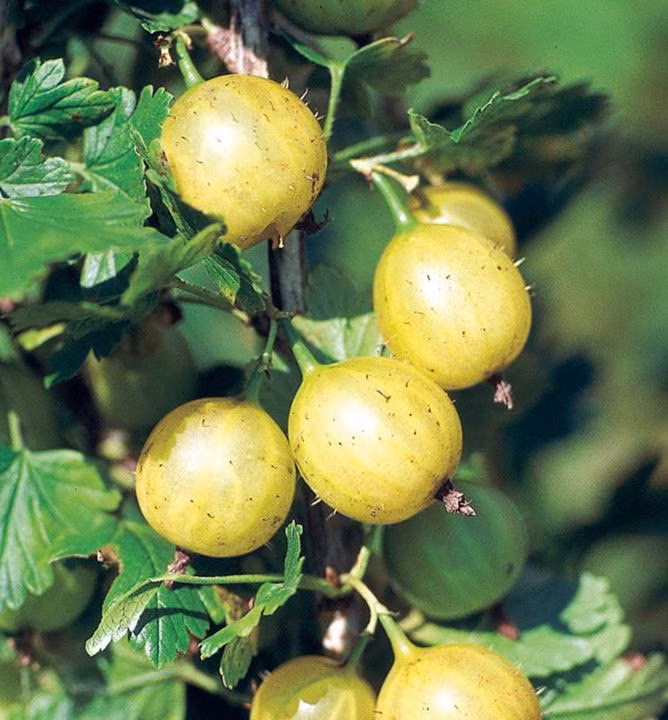 602f79ec6db9ad511c9add88c7e233ac