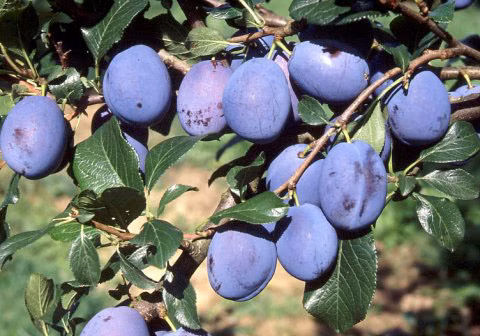 6030b5aa0f8278d8d22b81b9365cc9cf