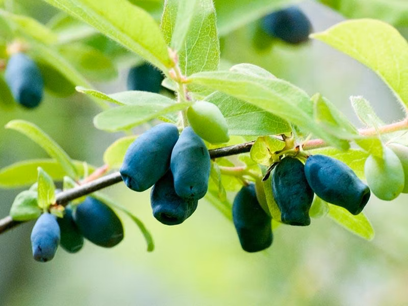 606e36e878e8e1cdb530079a45c17181