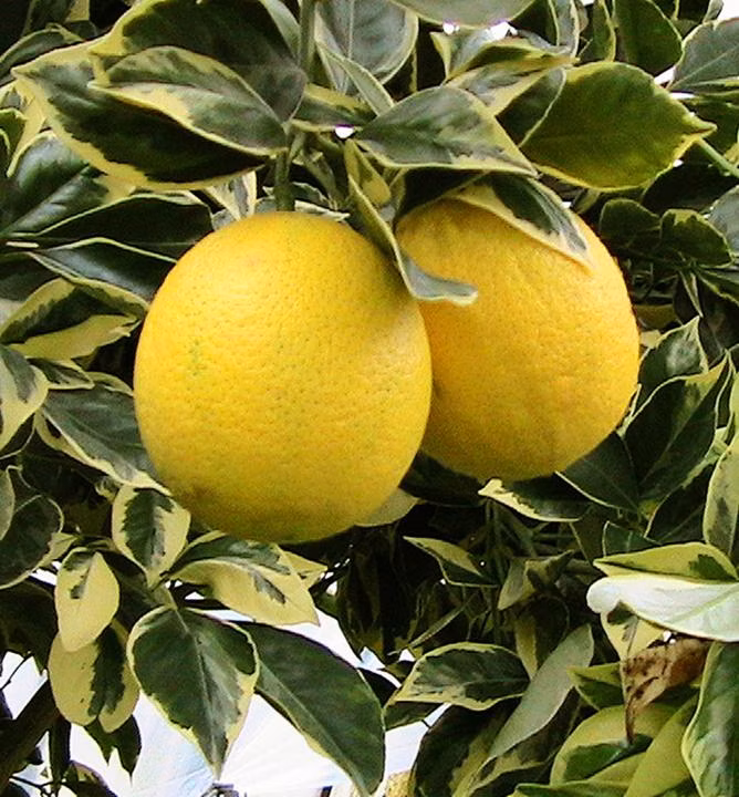 607dd39ca523e3aff034a7744b348771