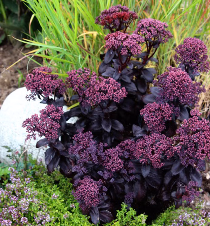 6081e9f90f180b7da982a8f66d999ac0