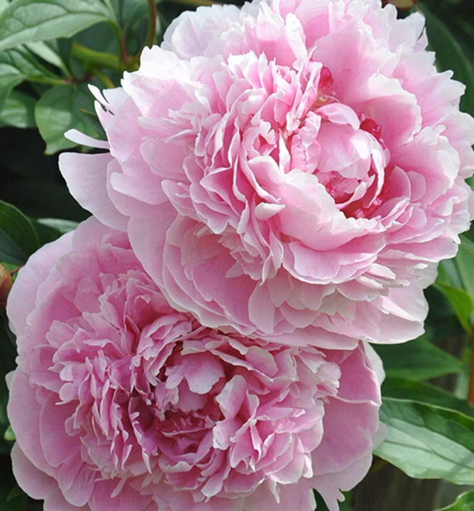 60b8509809943b3e575ec819ab7ce34b