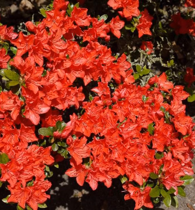 60cb292830ccedc63287b081338ed52d