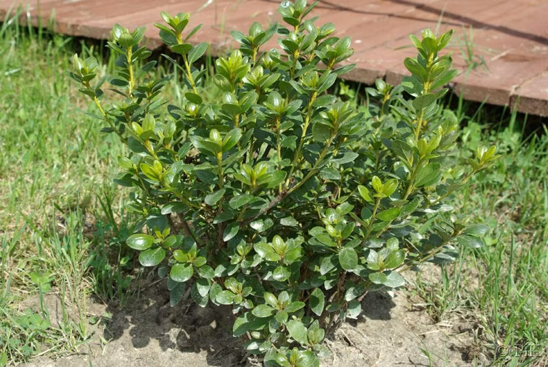 60f54bac85080c38de98db16915796fc