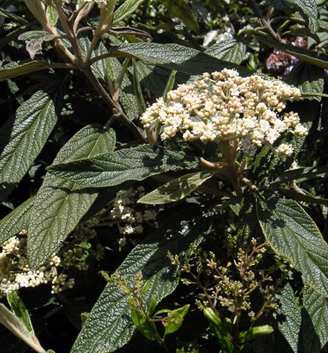 611e882306020a70fa62b6896a93619c