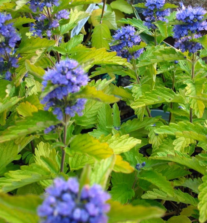 613529fd4cf1d96e56089bf19550787e