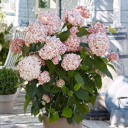 618ace74fd7701a85fc2f06d908fb7a8