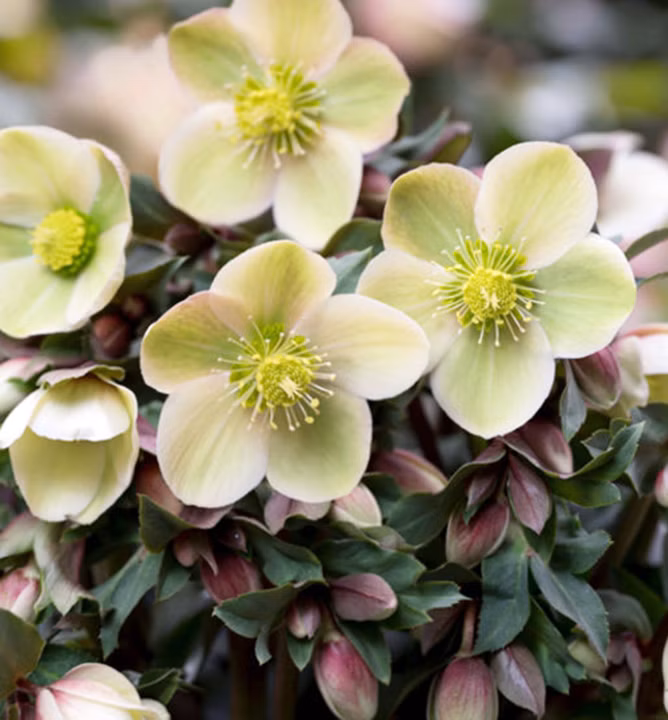 61a588eee727dd89a5a828bddce612e8