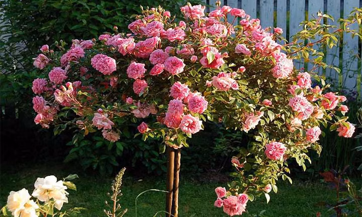 61b0a2e1c5eb20fe3d3fb590703a42e6