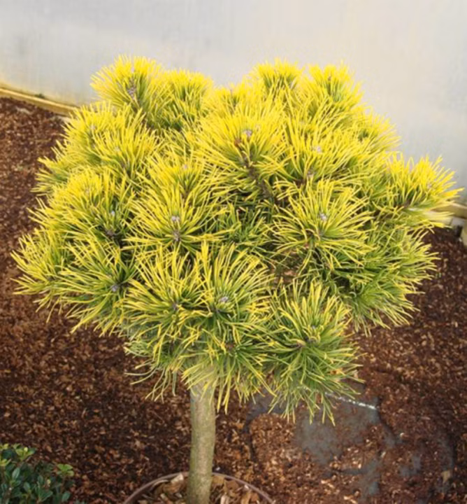 61c61921c387c750fe753529b1f69dcc