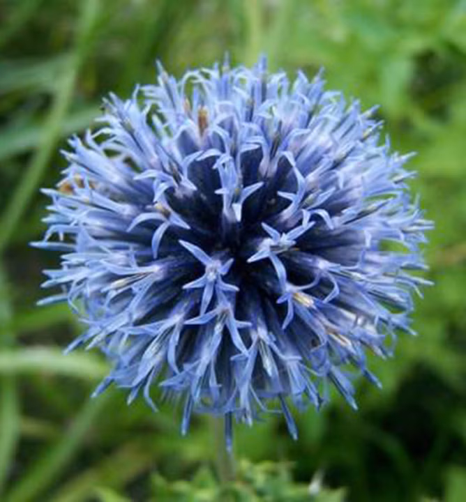 61c7d4db5564e889e257112645bad064