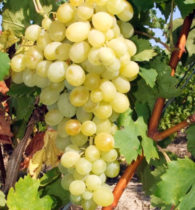 61d41f309df752edaaf31a8d5239fbb7