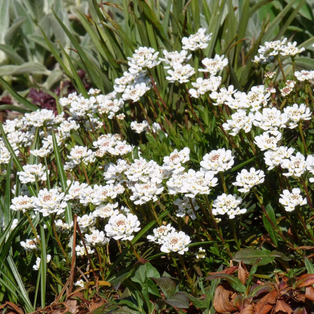 61e71c82ae0f7f1ba166c8994a279369