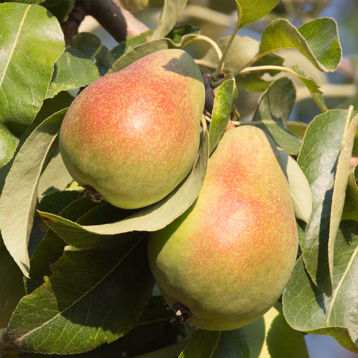 61f0a3156815805386c96c0657042fbb