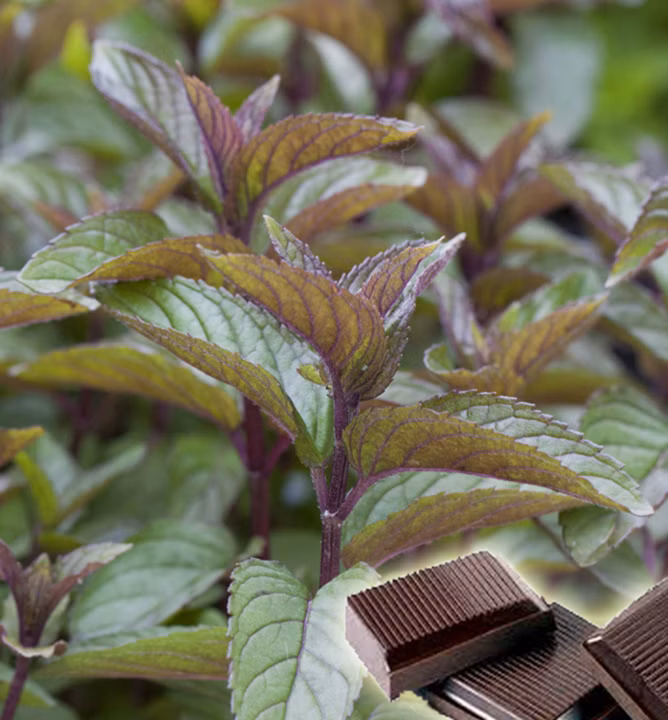 61f69c620bd42f5e88a1cab9739350ef