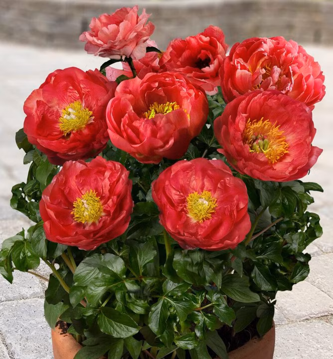 62170ba48a79d09073dba45df91e7492