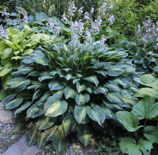 621748fcd97bb7aa13d3544605dda4bc