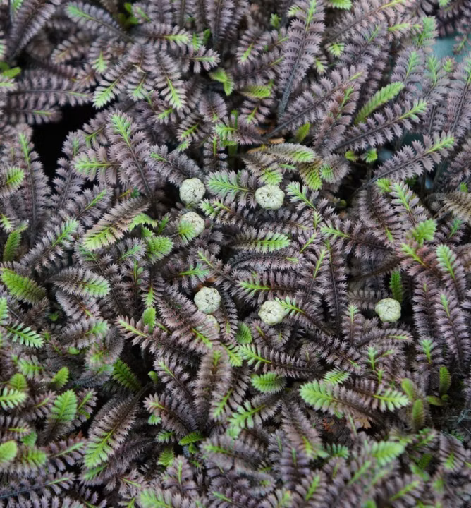 62337f2a7b48694d8a5a5eb7da1508a8