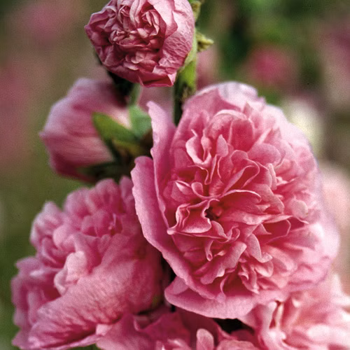 628c6e54bfad7ffb515824bcb879cb21