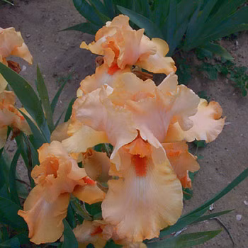 62a51d0a6e6f899b56e599713db64d07