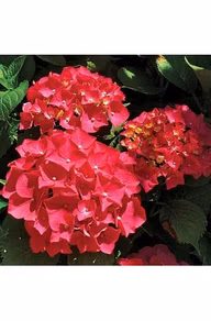 62ba8cd63d39608ed5ad70be0e72dde7