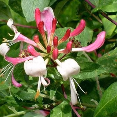 62cacc088ec4f9db83624dd11fcceb5d