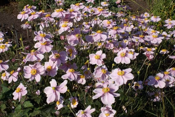 62e4d561c447a868b0ba9b3431db1b38