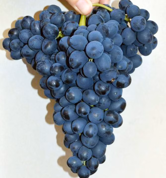 62e614ce6d5531110bc60b37d0d142fe