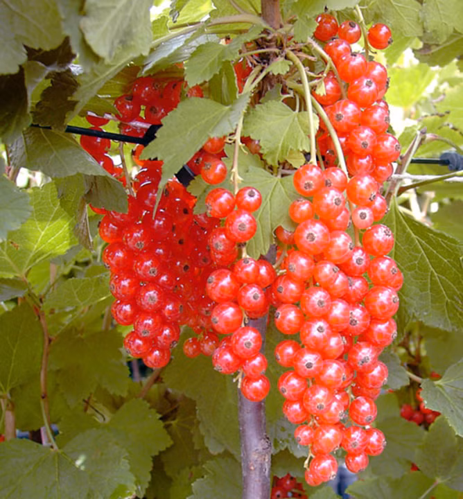 6301abf4b23e6f0efe6735b53fe779a8