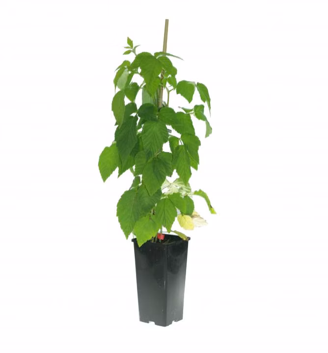 630ed04b6f5f0155d320ad4cb4243a96