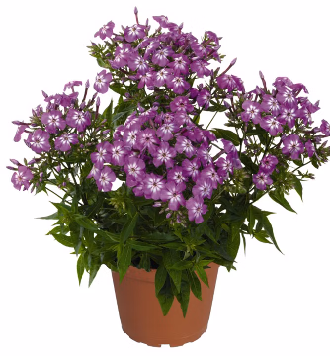 6319e838dd93c7c84fea6318f3d8a533