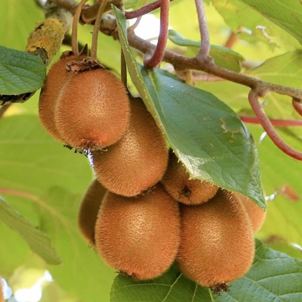 6331b39ffe72f124c196dec60c336252