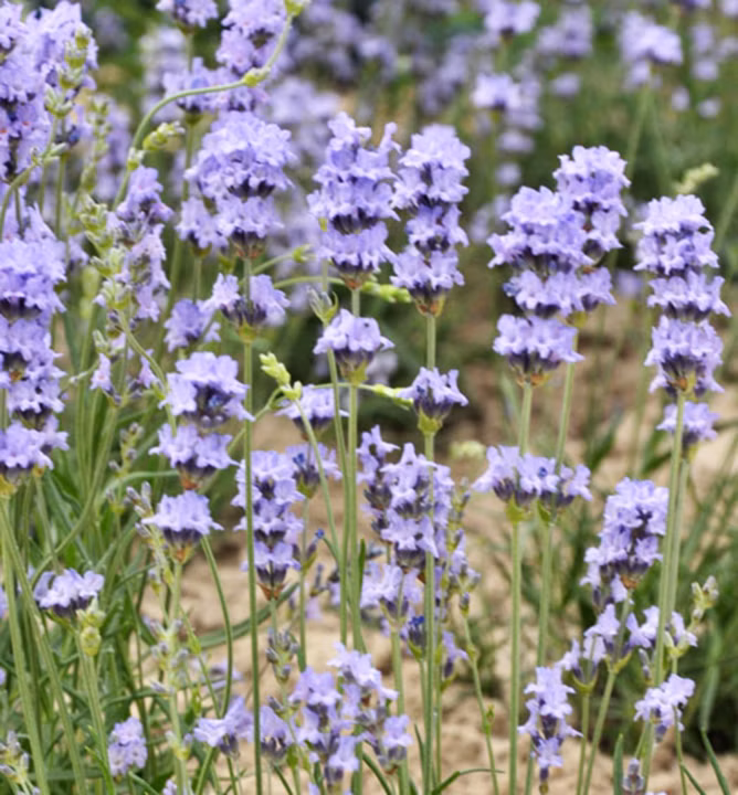 633693075244492b00a6162e20bdd9e9