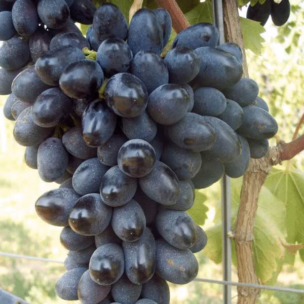 63700f4886fc3ec69bcd99bb5c0e5177