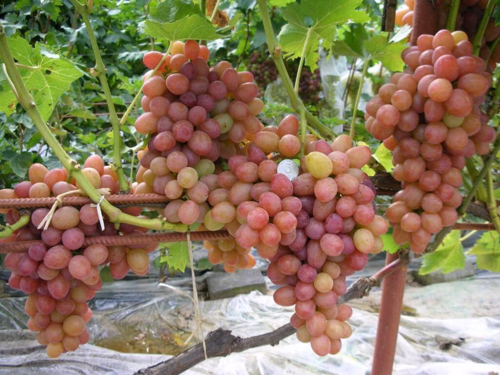 637ef9eb88232129041a88aa4f102c48